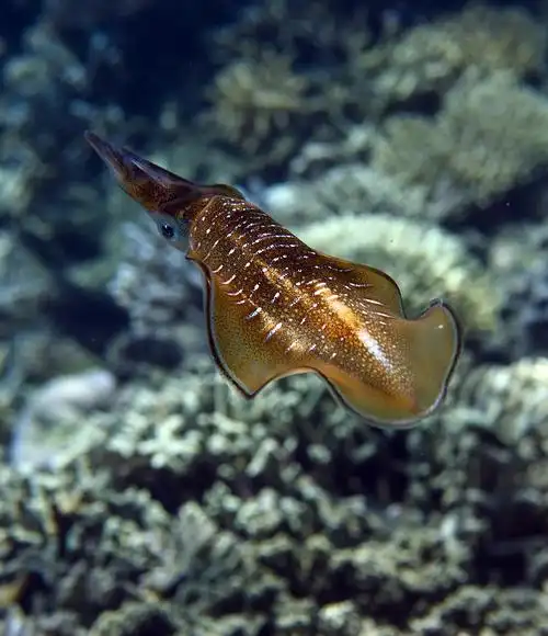 海洋小飞侠——莱氏拟乌贼