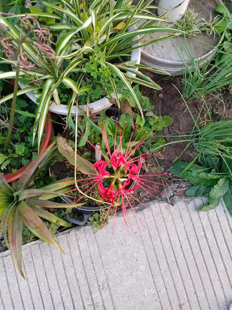 彼岸花又叫曼珠沙华花开无叶叶生无花唯美