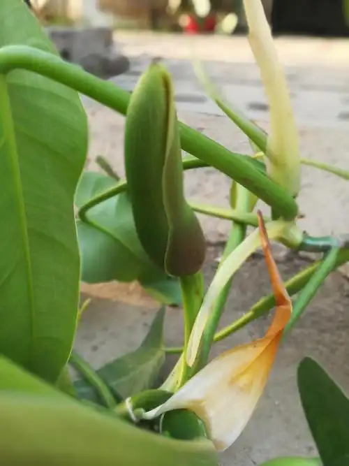 前年扦插的喜林芋绿宝石开花了