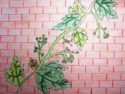 爬山虎的脚绘画
