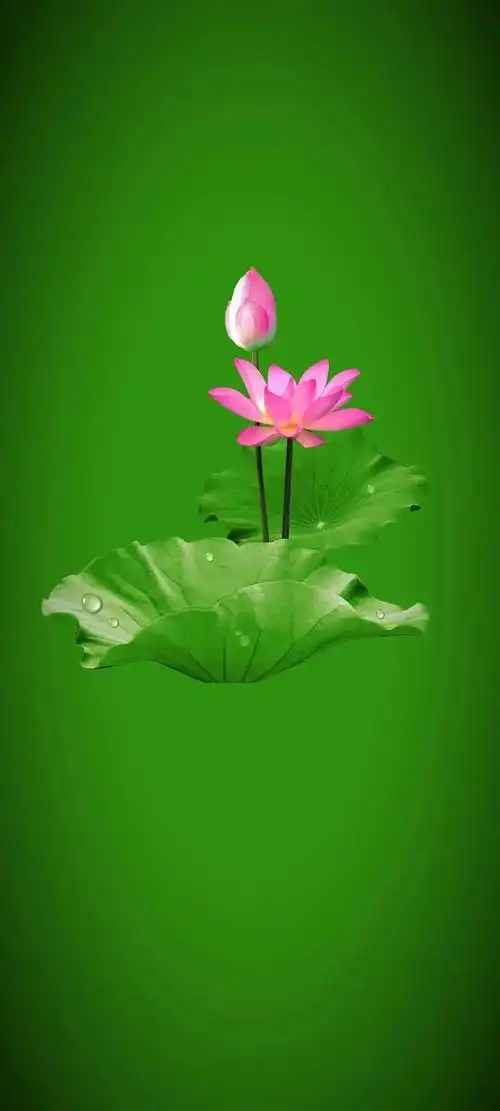 清新绿色护眼荷花壁纸