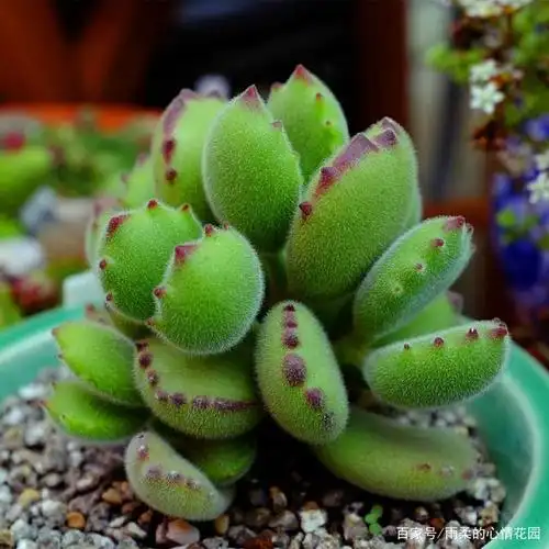 多肉熊童子,白熊锦如何养护才能肥肥胖胖,安然度夏,白熊变彩熊