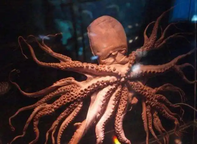 8亿年前就靠智商走上捷径,章鱼是外星生物的猜测,并非空穴来风