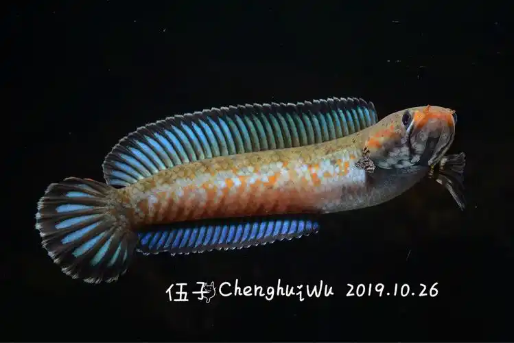 阿萨姆奶茶蓝帆七彩雷龙鱼