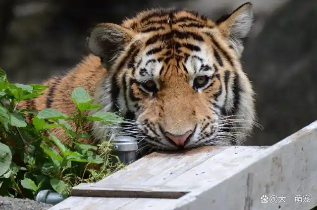 老虎也有呆萌可爱的样子这样的老虎太好玩了
