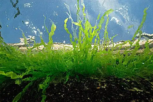绿藻图片_绿藻图片大全_绿藻图片素材