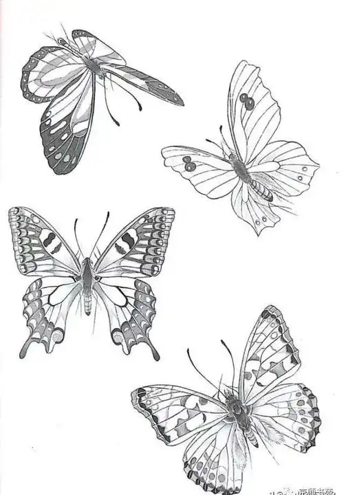 蝴蝶 白描画谱
