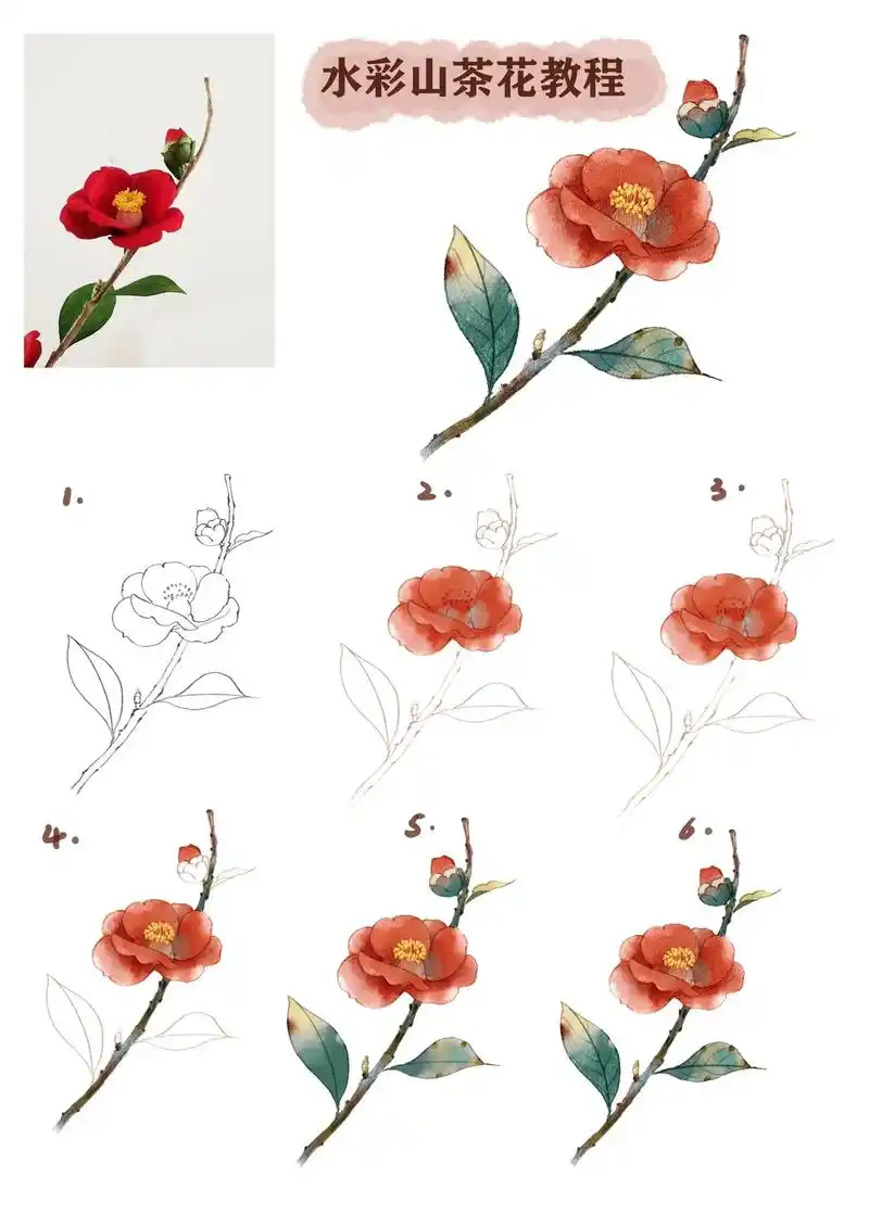水彩山茶花教程
