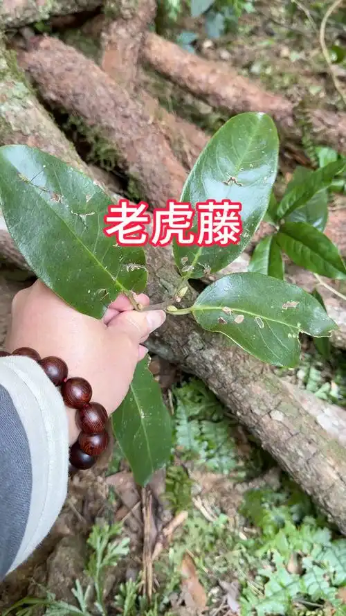 农村生活,一日一植物,三农,找到了罕见的黑老虎