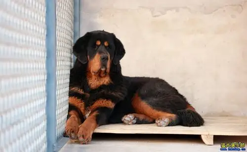 老版虎头藏獒——北京哮天獒园 - 第4页 - 藏獒版 - 猛犬俱乐部-中国