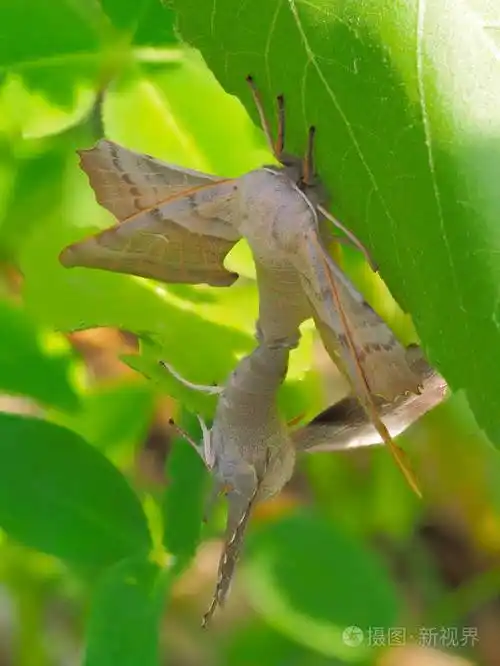 一对在绿叶上交配的杨树鹰蛾