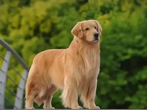 一只纯种的金毛犬,具有以下"6个特征",你家的是串串吗?