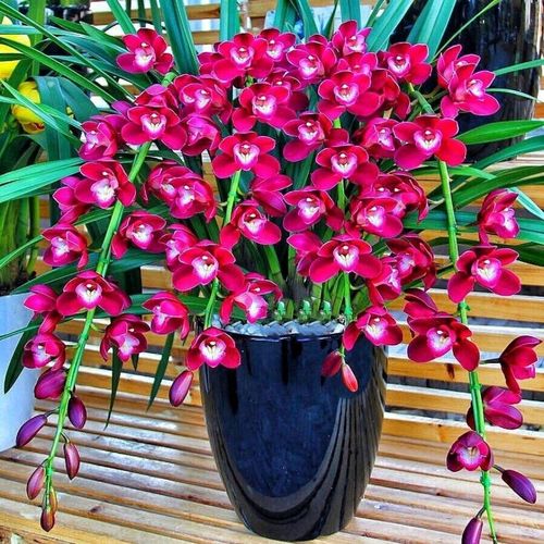 石斛兰花石斛兰盆栽带花苞兰花盆栽花卉植物室内兰花苗四季开花浓香型