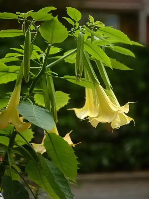 令人迷惑的曼陀罗