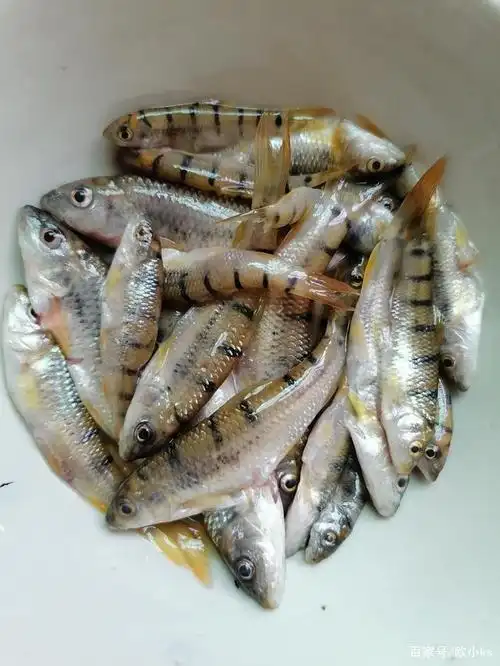 广宁深坑村的小溪里的野生美味和美景