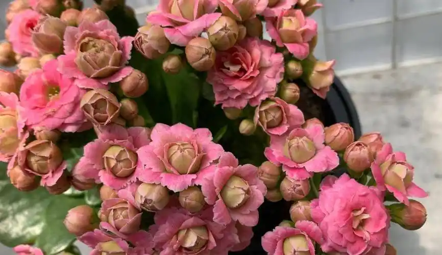 「克里斯蒂」长寿花,粉色重瓣,重瓣中花羽叶,花瓣特殊_日照_光照_温度