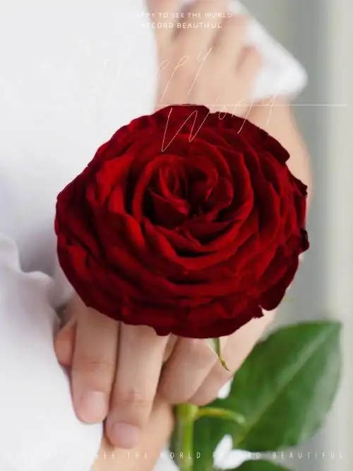 肯尼亚伊登玫瑰一款高贵有满满内涵红玫瑰