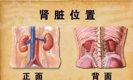 宫秀美养生篇:冬季为什么要做肾部保养?