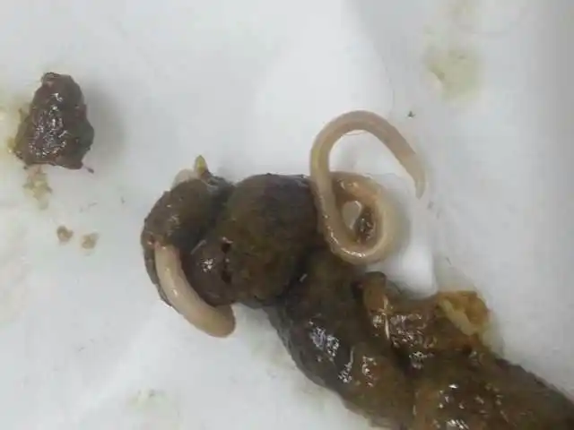 有没有学过或者干兽医的朋友帮帮忙 两个月的狗狗拉了条虫子 就拉了一