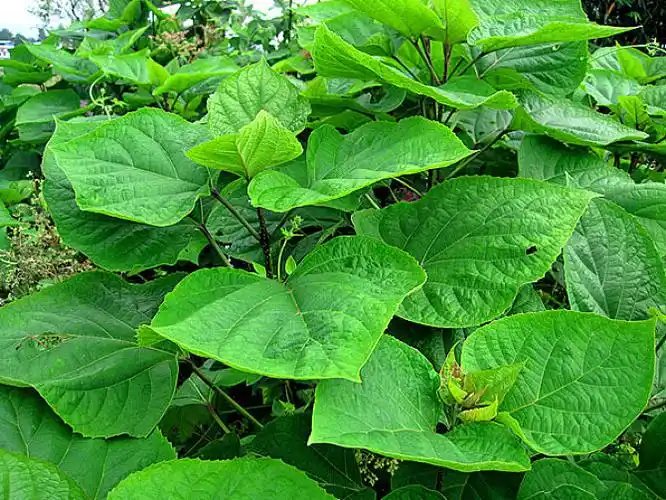 老虎草图片_全景网