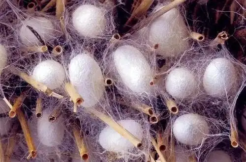 蚕结茧后变成什么了