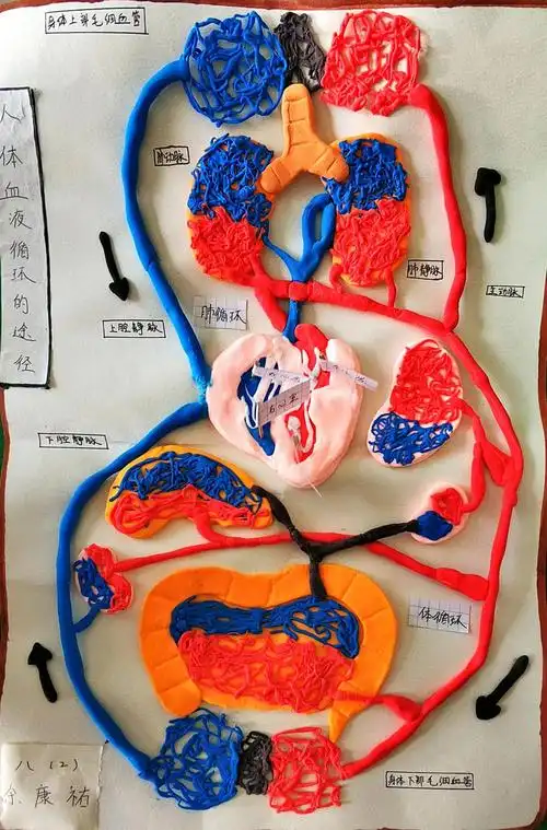 生物模型制作优秀作品展