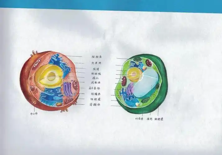 专业精美而且萌萌哒——淮南二中2022届细胞结构手绘大赛优秀作品展