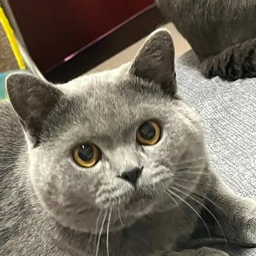 挑战全网最好看的成年蓝猫