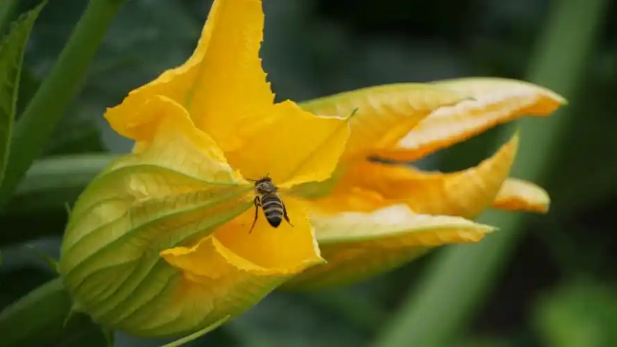 南瓜花植物无水印高清桌面壁纸