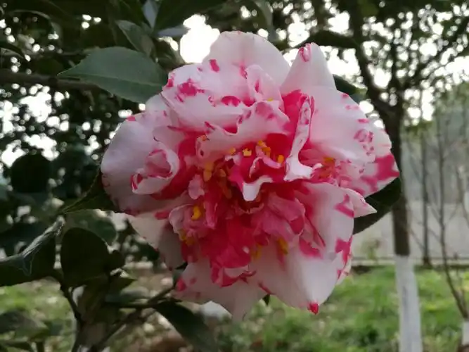 老边茶花2017季(一)