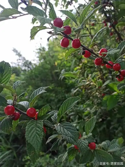 东北物产,当地的毛樱桃