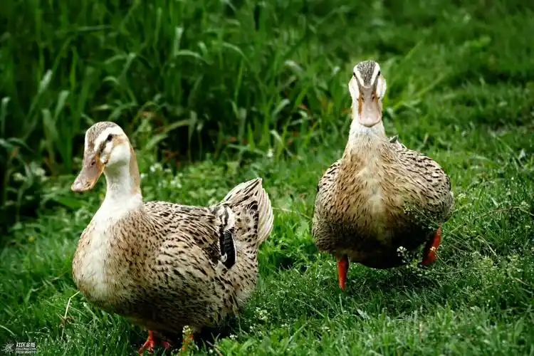 写美篇人怕出名猪怕壮,上镜的鸭子炖汤喝,一只土鸭子配上一个酸萝卜