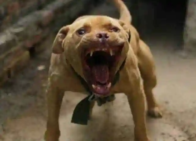 被邻居家狗狗欺负又讨不回公道,印度34岁男子不堪受辱上吊自杀