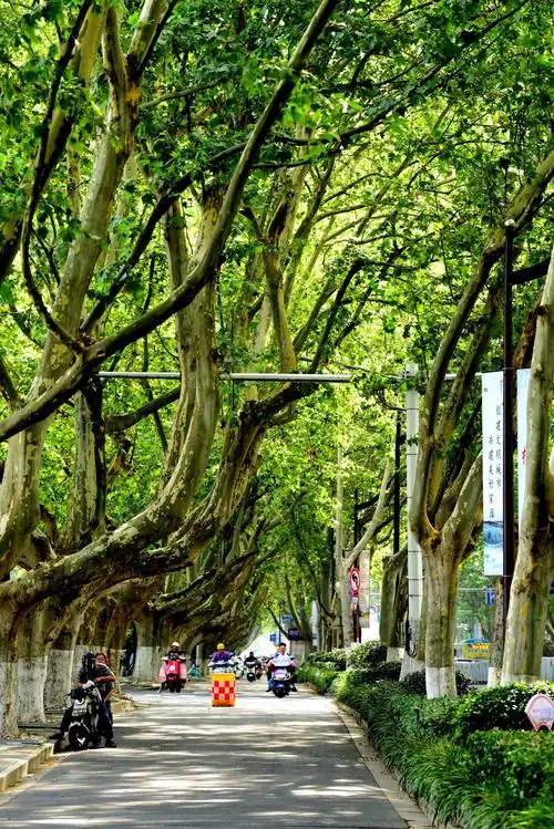 南京盛夏的行道树随拍