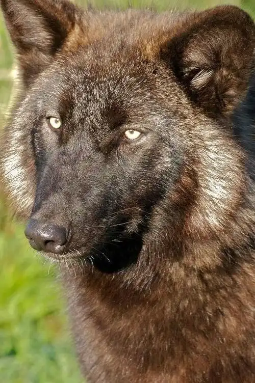 血性霸气十足的狼