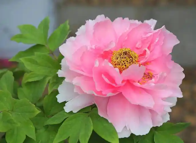 世界上最美的十种花欣赏在你心中是哪一种呢