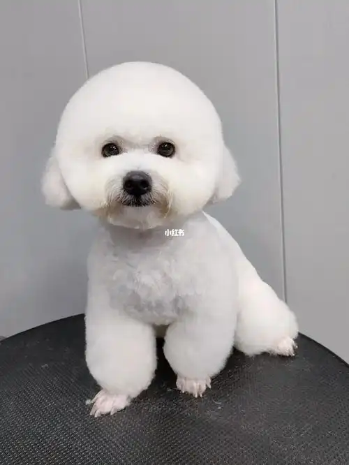 比熊圆头美容造型