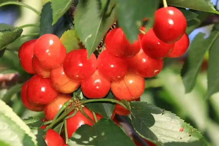 大连樱桃名扬天下 欢迎宾客前来度假