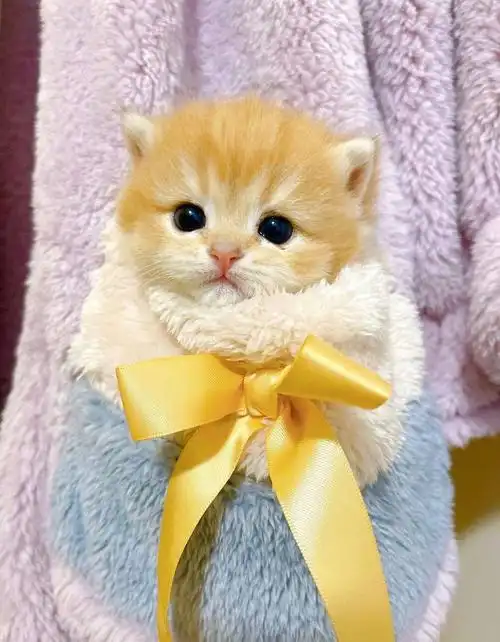 金渐层幼崽这也太可爱了吧