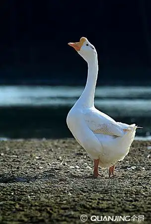 白鹅