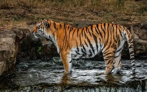 站立在水中的老虎 iphone 壁纸