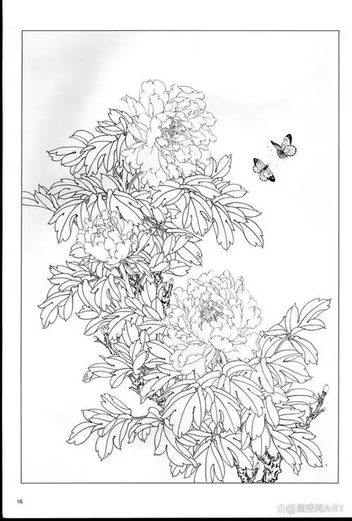 美术教学示范作品《白描牡丹》,跟吴星老师一起画工笔花鸟