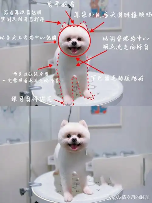 博美美容「俊介装」修剪分享