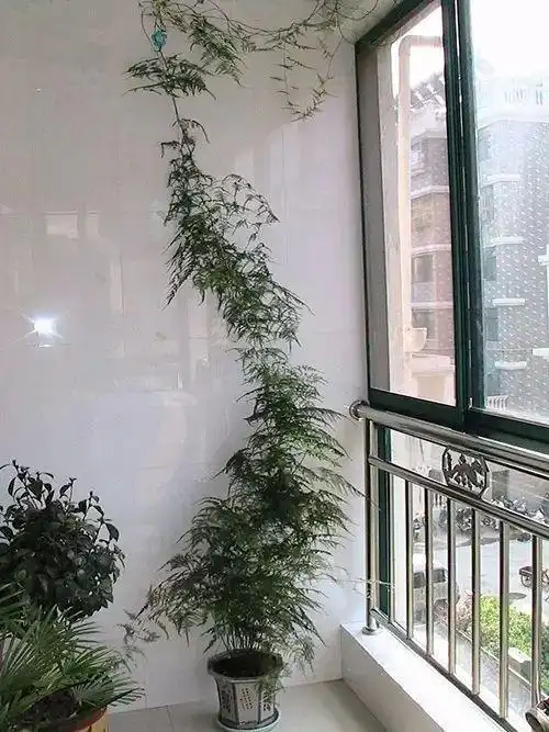 文竹竟然爬上了房顶怎么养的