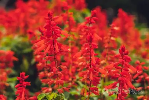 红丹参芨芨草花