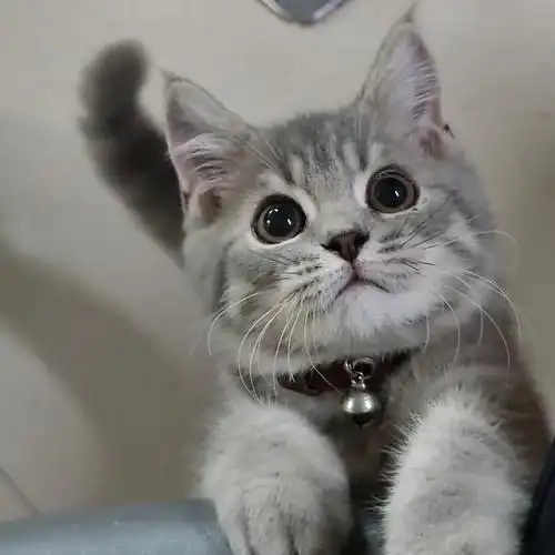 英短真的会越长大越油腻786901