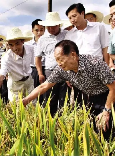 7月9日,袁隆平院士在湖南永州市零陵区查看杂交水稻长势.图/新华社