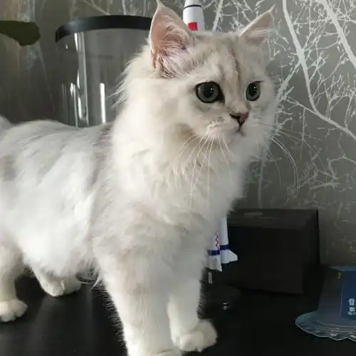 长大喽长毛银渐层