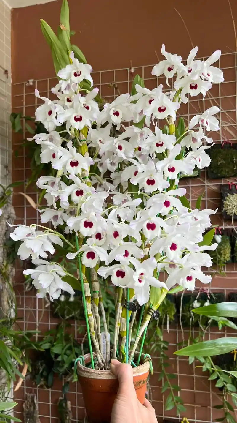 天等金钗石斛插角红唇个体-心肝宝贝#石斛兰 #精品兰花 #阳 - 抖音