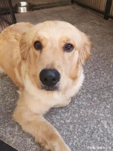 剃毛的金毛